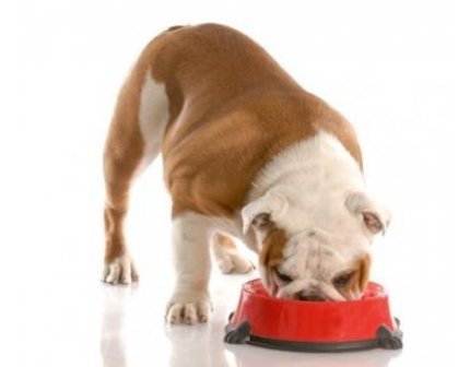 BODY CONDITION AND KIDNEY DISEASE IN DOGS