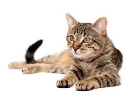 #7 -  TERAPIA DELLA MALATTIA RENALE CRONICA (MRC) – L’ipopotassiemia nel gatto
